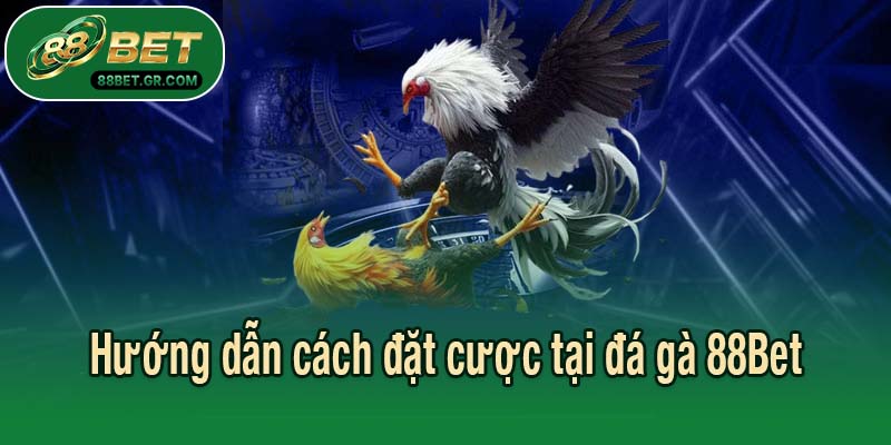 Hướng dẫn cách đặt cược tại đá gà 88Bet
