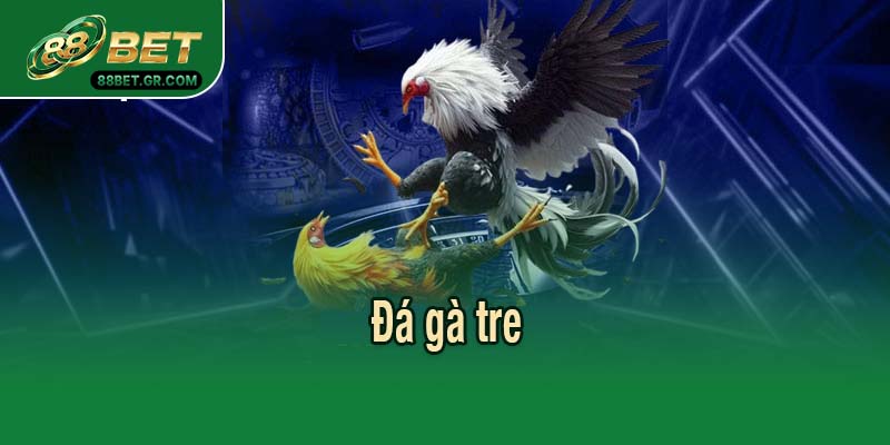 đá gà tre