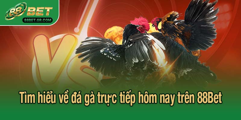 Tìm hiểu về đá gà trực tiếp hôm nay trên 88Bet