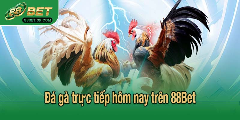 Đá gà trực tiếp hôm nay