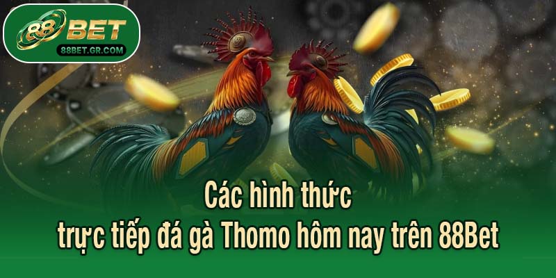 Các hình thức trực tiếp đá gà Thomo hôm nay trên 88Bet