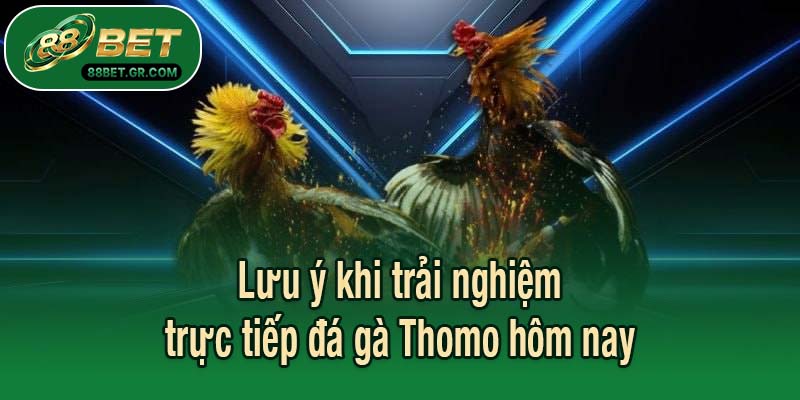 Lưu ý khi trải nghiệm trực tiếp đá gà Thomo hôm nay