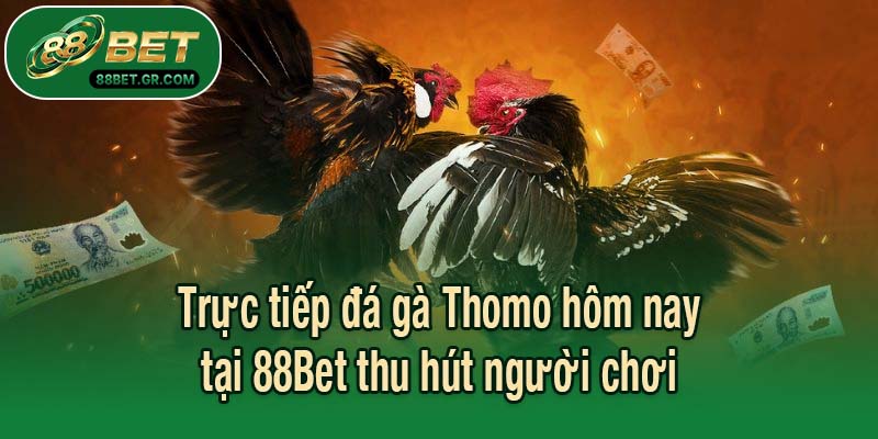 Trực tiếp đá gà Thomo hôm nay tại 88Bet thu hút người chơi