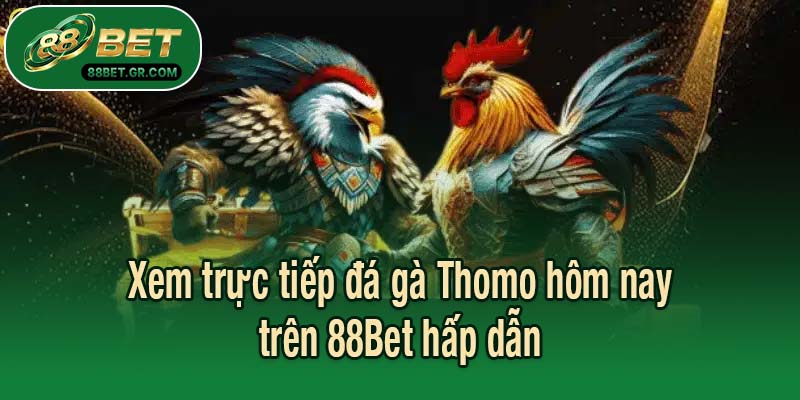 Xem trực tiếp đá gà Thomo hôm nay trên 88Bet hấp dẫn