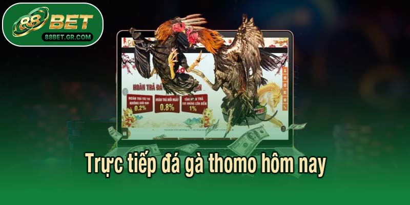 Trực tiếp đá gà thomo hôm nay